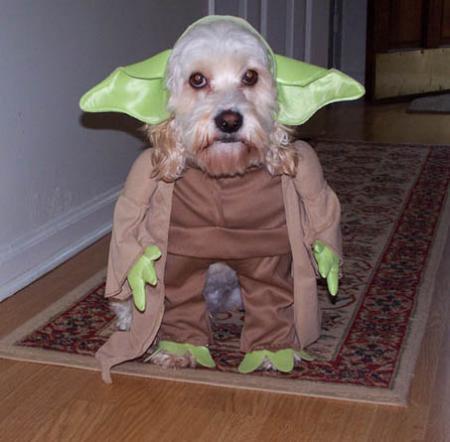 Maître Yoda dans toute sa splendeur !