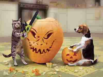 Halloween entre chien et chat !